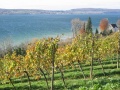 Bodensee Weinbau Birnau.jpg