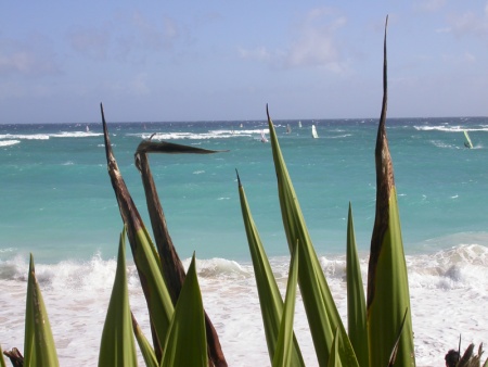 Windsurfen in Silver Sands auf Barbados