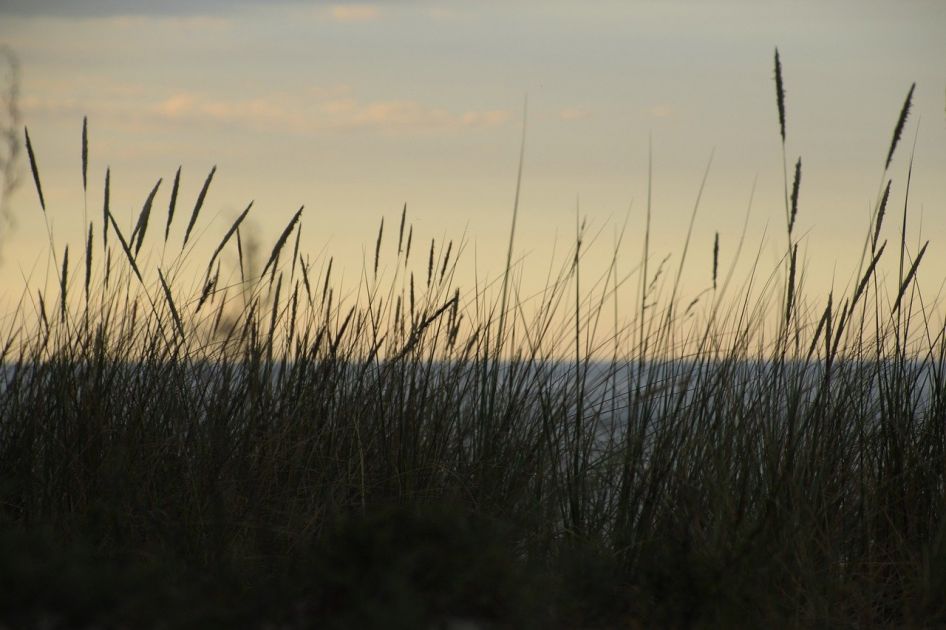 Windsurfen und Kitesurfen in Rosengarten Rügen